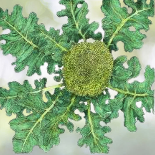 NON-GMO Broccoli Seeds - Heirloom Organic Vegetable Seeds - Brassica oleracea