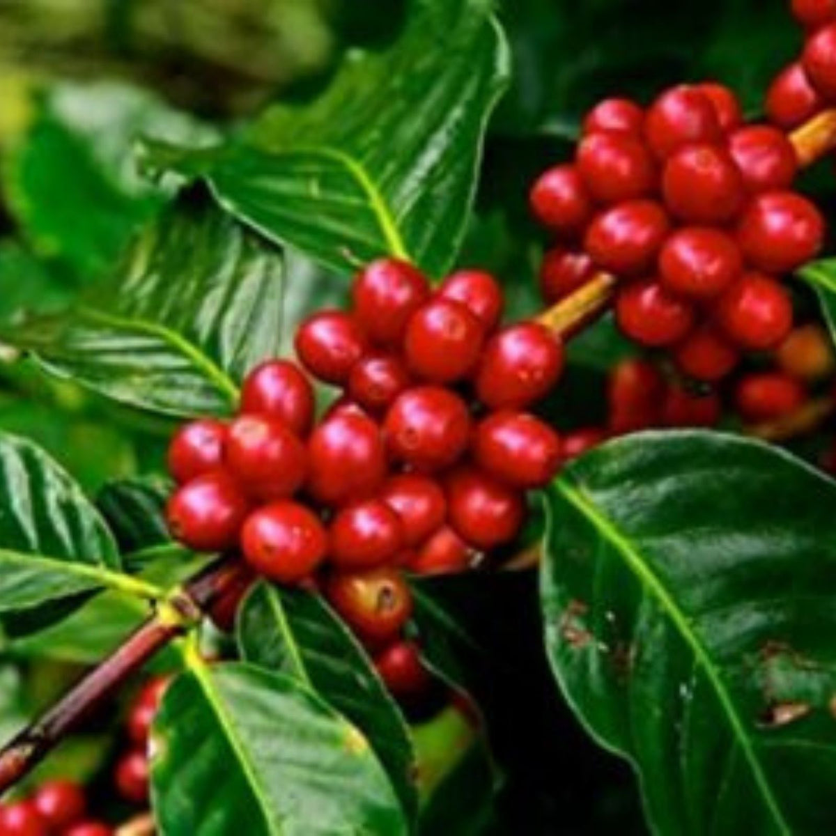 Arabica Coffee Bonsai Tree Seeds - 5 Pack - Exotic Indoor Plant - Coffea arabica - Live Plant Seeds for Home Garden