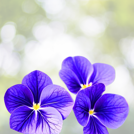 Wildflower Seed Mix - 1000 Non-GMO Perennial & Annual Seeds - New Jersey State Flower Mix - USA