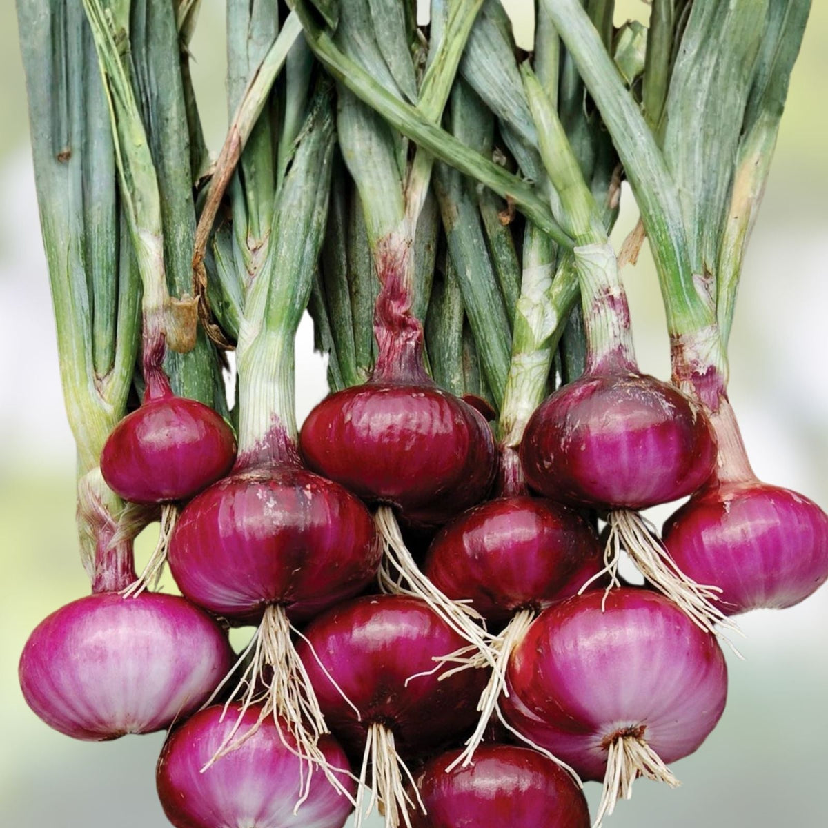 Onion Seeds 100 Count Burgundy Red Heirloom Short Day Non-GMO Allium cepa Vegetable Seeds