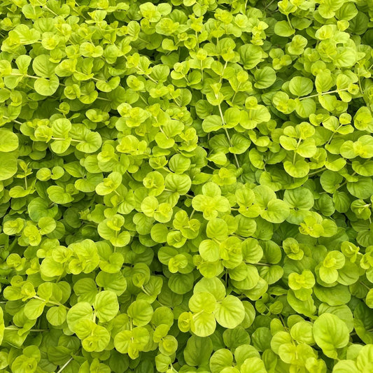 Creeping Jenny Live Plants Set of 6 - Golden Lime Foliage with Yellow Flowers - Lysimachia nummularia 'Aurea'