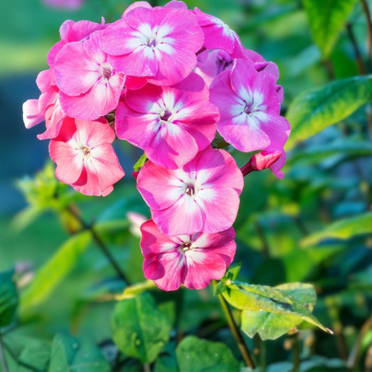 Tall Phlox Plants - 24in+ Live Flowering Perennials - Mixed Colors - Organic & Pesticide-Free - 10+ Pack (Phlox paniculata)