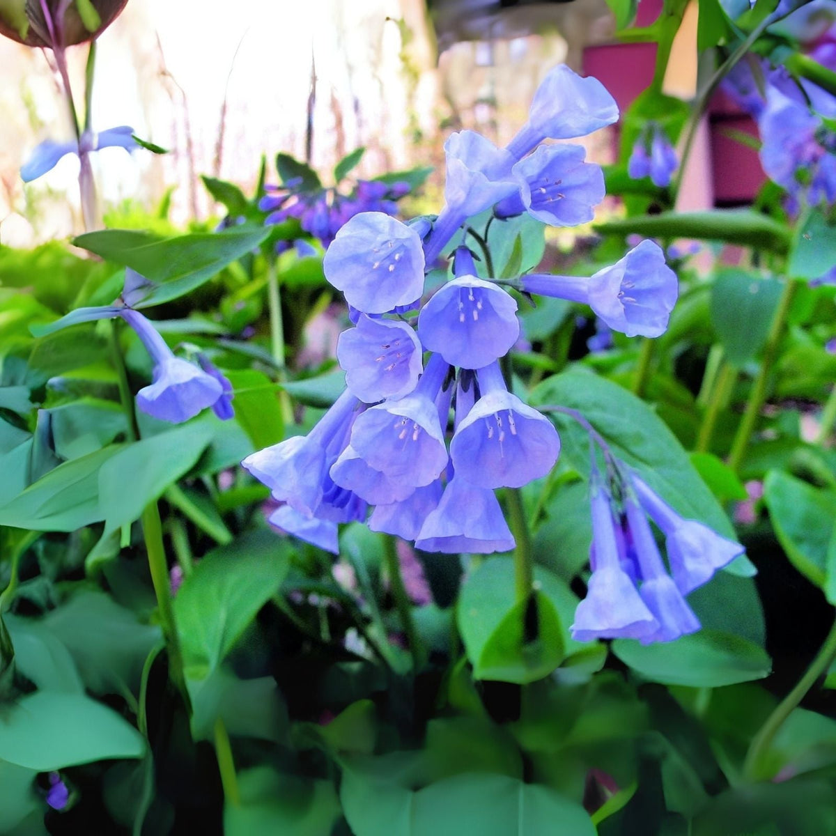 Viola Johnny Jump Up Seeds - 500 Count - Beautiful Perennial Flower - Viola tricolor