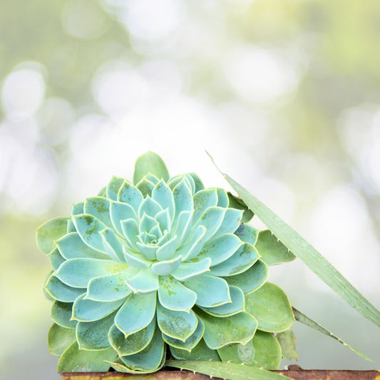 Echeveria Succulent in 4" Pot - Pink Lola - Echeveria 'Pink Lola' - Rare Plant with Pinkish Gray Leaves, Compact Growth