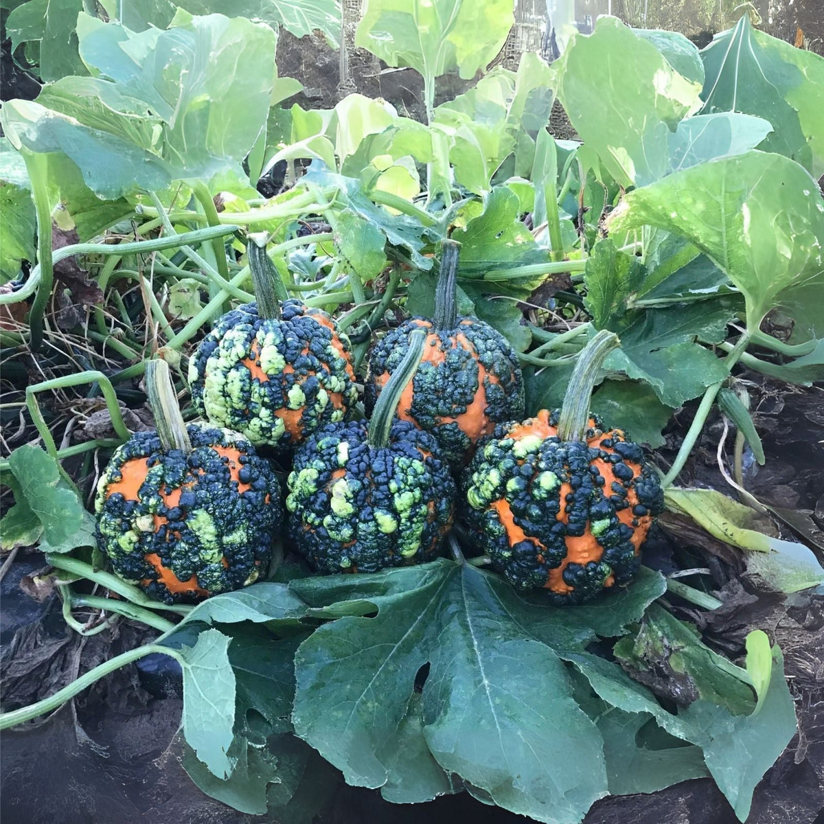 Warty Gnome Mini Pumpkin Seeds (10 Seeds) for Planting - Unique Decorative Pumpkin Variety, Cucurbita pepo
