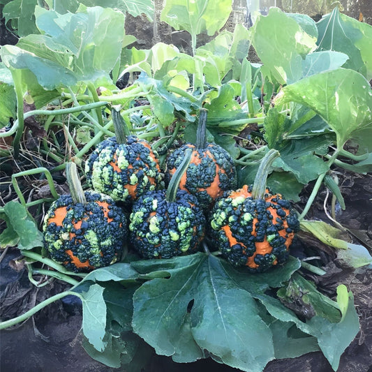 Warty Gnome Mini Pumpkin Seeds (10 Seeds) for Planting - Unique Decorative Pumpkin Variety, Cucurbita pepo