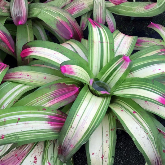 Bromeliad Plant 8 Inch Pot Vriesea pseudoatra 'Eureka' Exotic Green Burgundy Leaves Tropical Houseplant