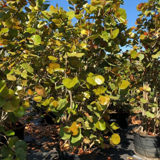 Seagrape Plant 1 Gal - Coccoloba uvifera - Tropical Evergreen for Coastal Landscaping & Edible Fruit - Well Rooted Healthy Plant