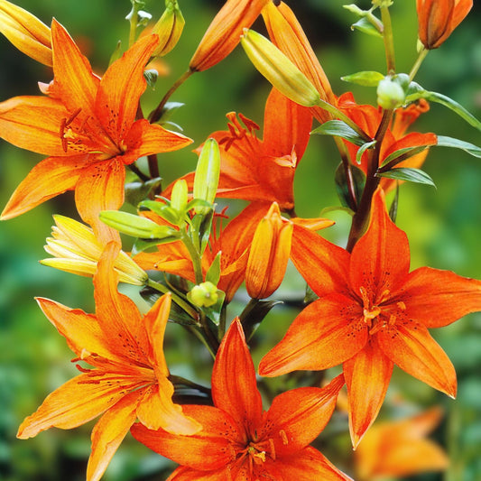 Orange Daylily Bulbs - 10 Bareroot Tawny Day Lily Rhizomes - Hemerocallis fulva - Native Medicinal Wildflower, Appalachian Grown