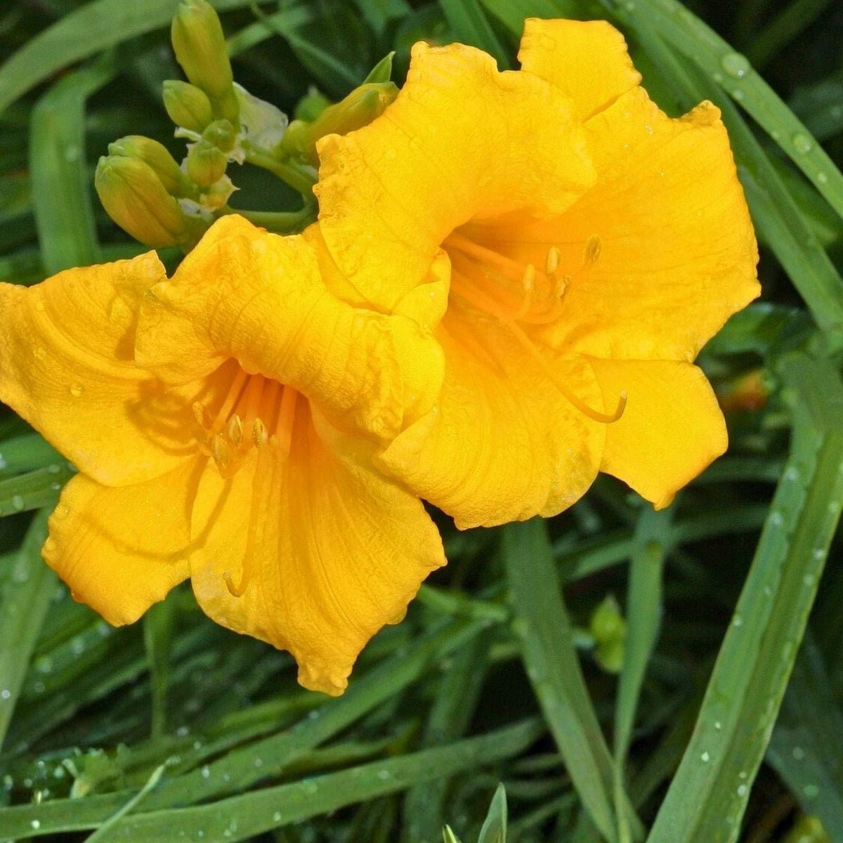 Stella De Oro Daylily Bare Root Plants 5-Pack, Yellow Reblooming Perennial, Hemerocallis, Drought Tolerant Outdoor Garden