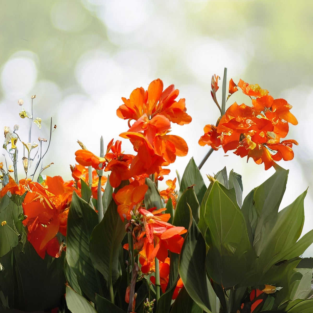 Orange Canna Lily Bulbs (3 Count) - Canna indica - Bulbos De Coyoles Anaranjados (3) for Vibrant Garden Color