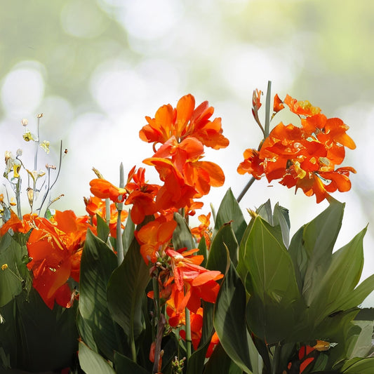 Orange Canna Lily Bulbs (3 Count) - Canna indica - Bulbos De Coyoles Anaranjados (3) for Vibrant Garden Color