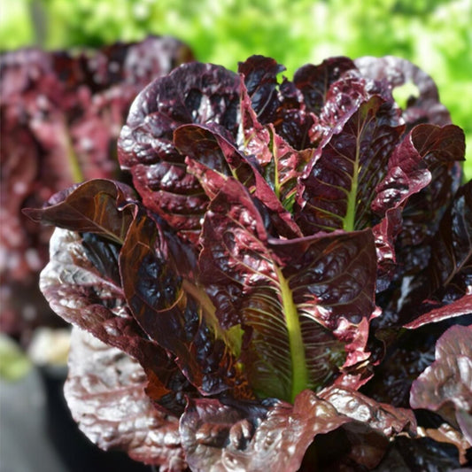 Heirloom Red Romaine Lettuce Seeds - 1000 Non-GMO Organic Vegetable Garden Seeds Lactuca sativa