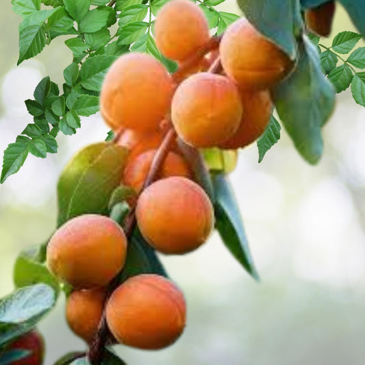 Apricot Fruit Seeds - 7 Pack - Prunus armeniaca, Organic, Non-GMO Seed for Home Gardening