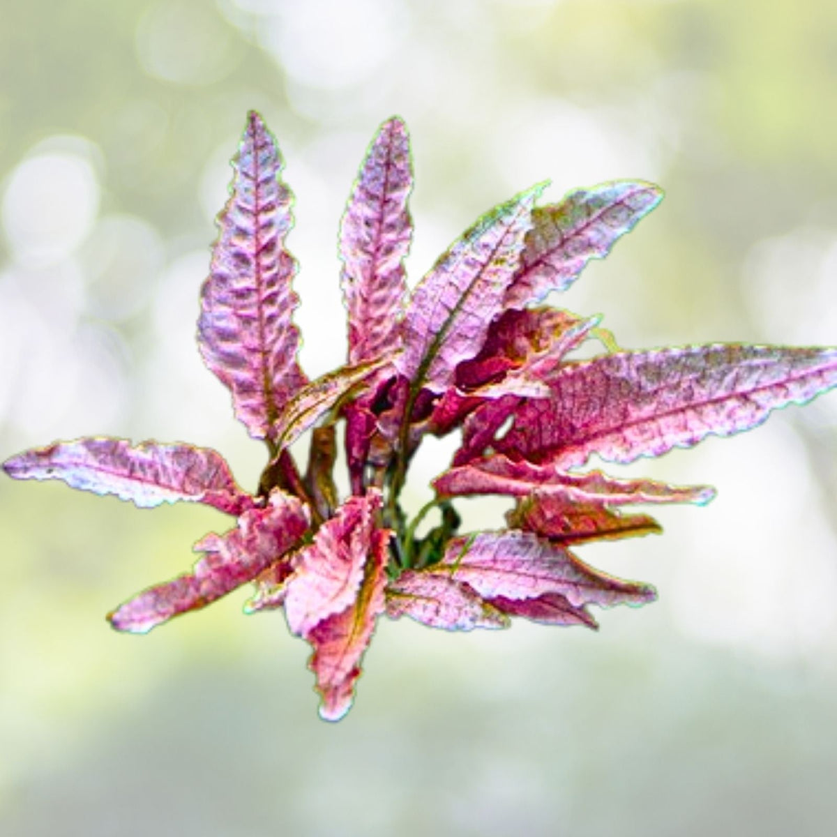 Cryptocoryne 'Pink Flamingo' Live Aquarium Plant - Aquatic Pond Plant - Cryptocoryne wendtii - Easy Care Aquatic Greenery