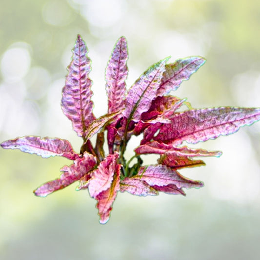 Cryptocoryne 'Pink Flamingo' Live Aquarium Plant - Aquatic Pond Plant - Cryptocoryne wendtii - Easy Care Aquatic Greenery