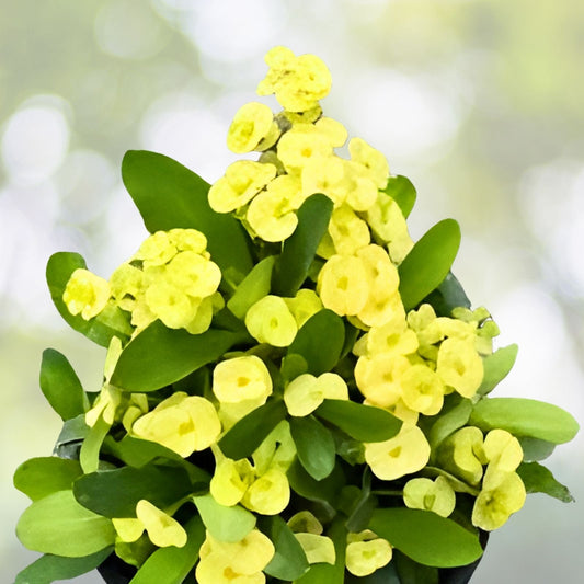 Light Yellow Crown of Thorns Cutting - 1 Count, No Roots, Euphorbia milii, Succulent Plant, Indoor Garden, Drought Tolerant