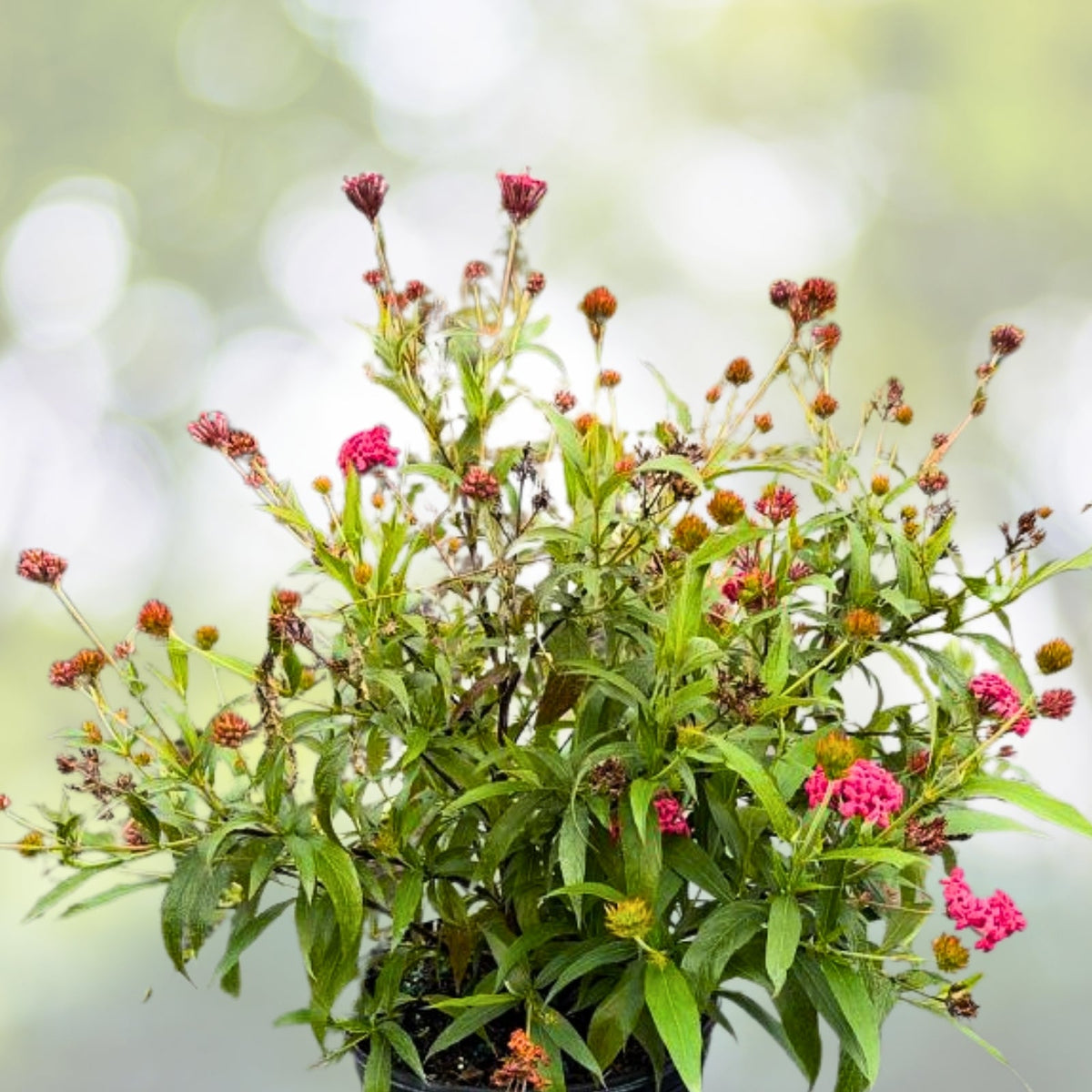 Panama Rose Plant 1-Gallon Pot - Fragrant Pink Blooms, Rondeletia leucophylla, Butterfly Magnet, Tropical Flowering Shrub