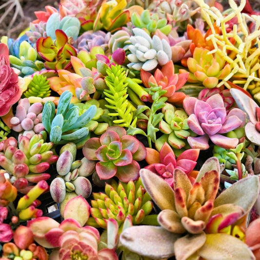 Assorted Succulent Cuttings 50 Pieces, Colorful Variety for Crafts & Arrangements, Easy to Grow, Live Succulents, Garden Decor