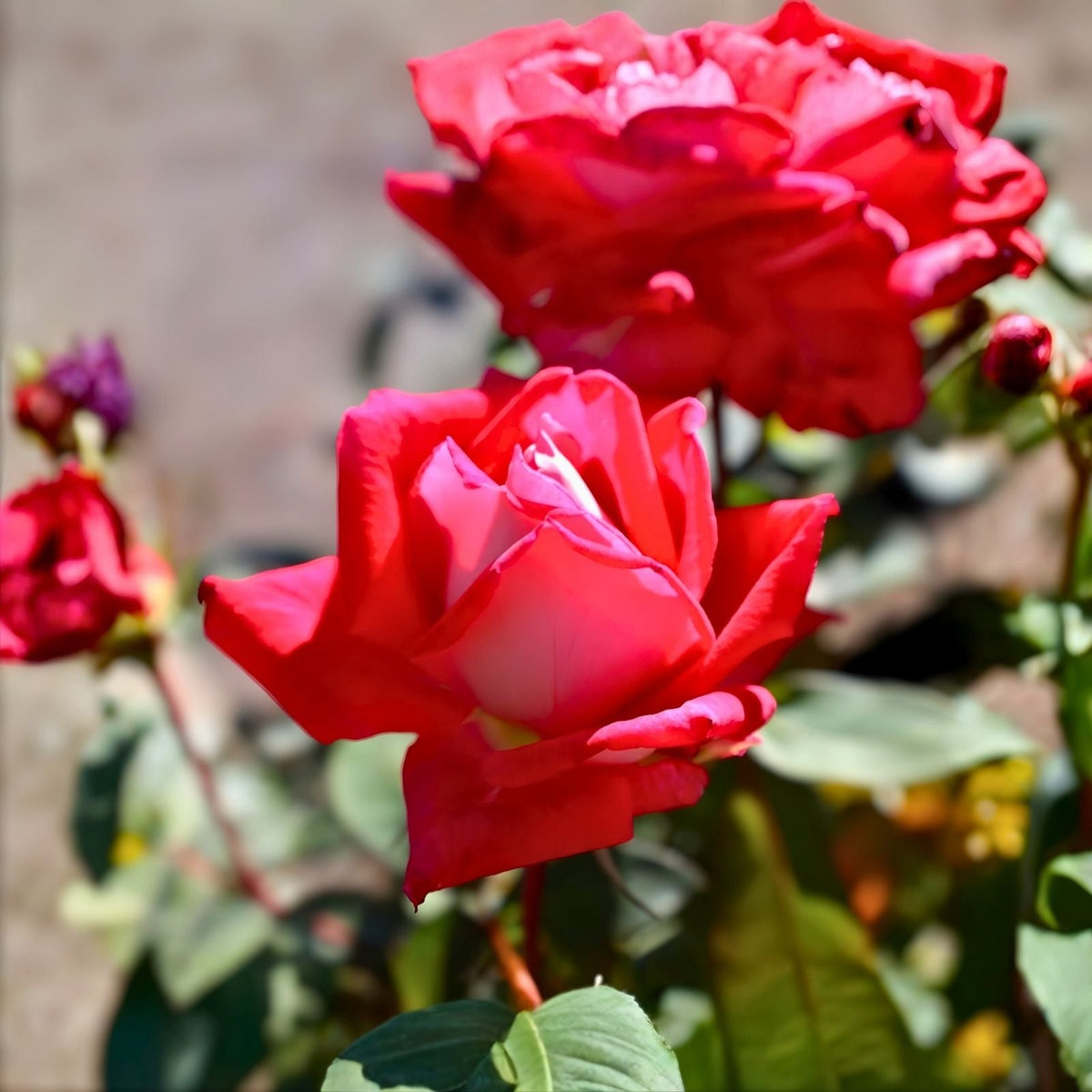 Red Grandiflora Rose Bush 1-2 ft 'Love' AARS 1980 Fragrant Silver & White Blooms