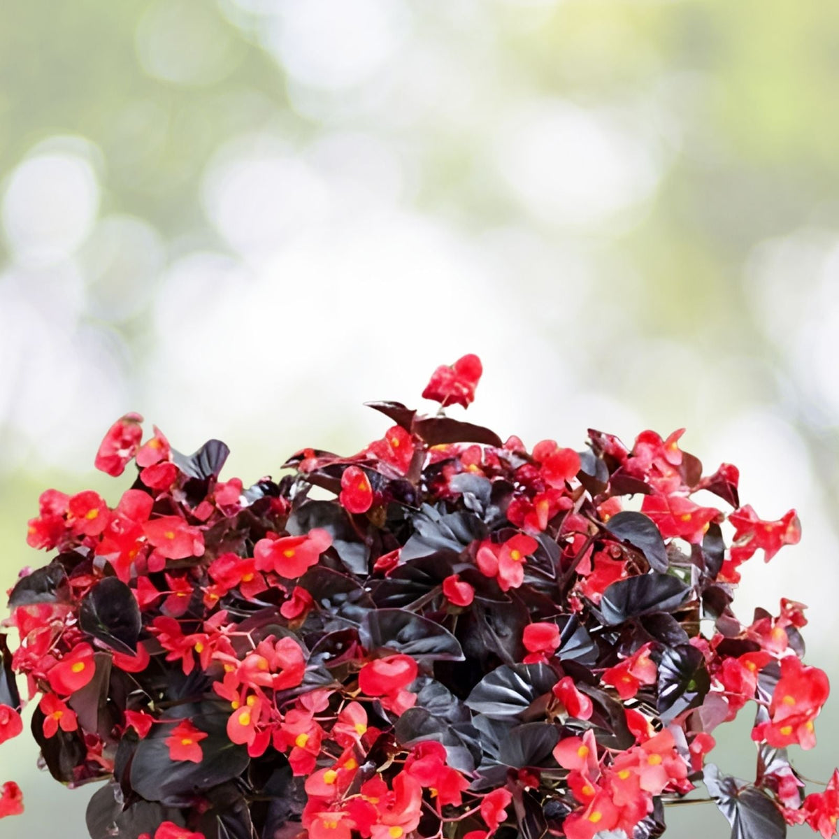 Fragrant Begonia Seeds Packet 45 Seeds Indoor Garden Begonia spp.