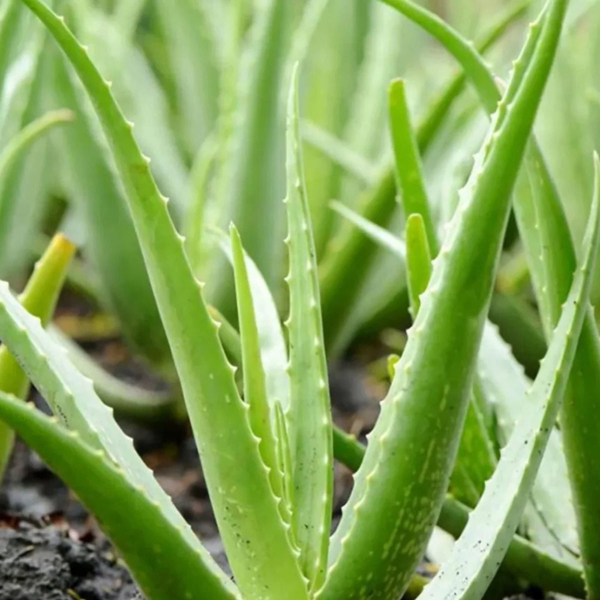 Aloe Vera Live Plant in 4 Inch Pot Easy to Grow Succulent Aloe barbadensis miller