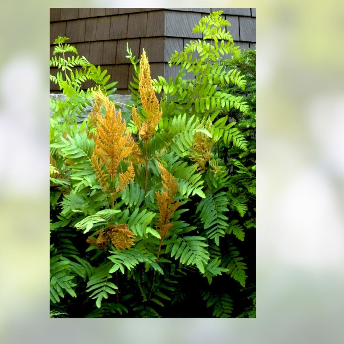 Royal Ferns 5-Pack Live Plants, Osmunda regalis, Native Wetland Ferns for Shade Gardens South Alabama