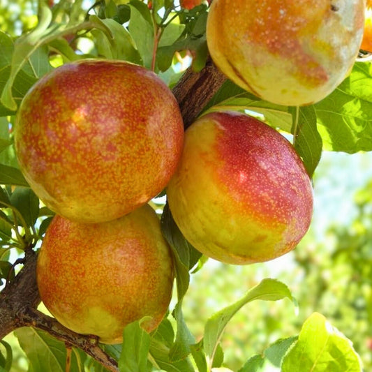 Grafted Flavor Delight Plumcot Tree - 3-4 Feet - Prunus domestica x Prunus salicina - Potted for Easy Planting