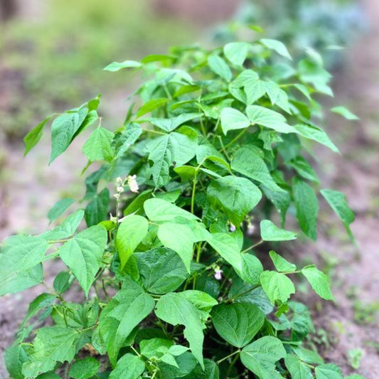 Stringless Bush Beans Seeds 2oz - Garden Perfect Variety, 65-70 Days Maturity, Phaseolus vulgaris
