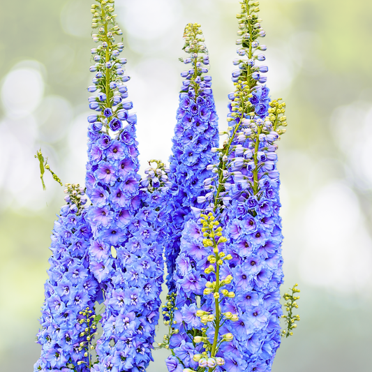 Rocket Larkspur Cut Flowers, Light Blue, 500 Non-GMO Seeds, Delphinium ajacis, Pollinator Friendly