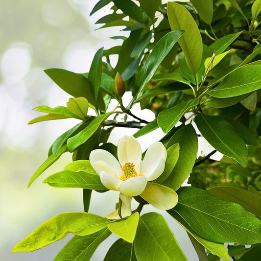Sweetbay Magnolia Tree Quart Pot - Hardy Fragrant Variety (Magnolia virginiana) - Ideal for Gardens and Landscaping