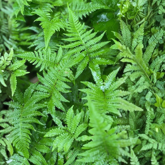 Long Beech Fern Live Plants 5-Pack | Rare Native Phegopteris connectilis | Southern Alabama Folklore Fern