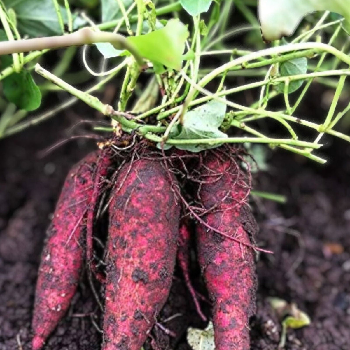 Red Garnet Sweet Potato Slips 10 Pack Organic Seedlings for Gardening Ipomoea batatas