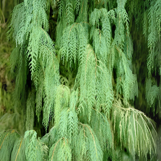 Weeping Cypress Pine Seeds - 25 Non-GMO Seeds - Hesperocyparis funebris - Drought Resistant Tree Seeds