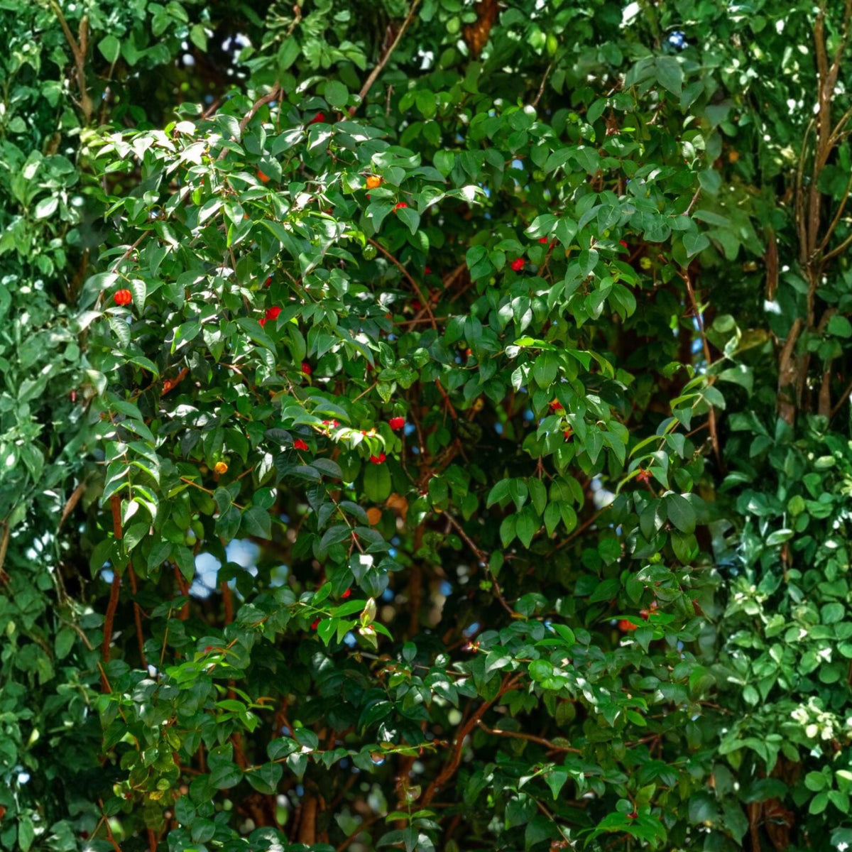 Black Surinam Cherry Tree 3 Gallon - Sweet Fruiting Variety - Prunus salicifolia - Ideal for Gardens