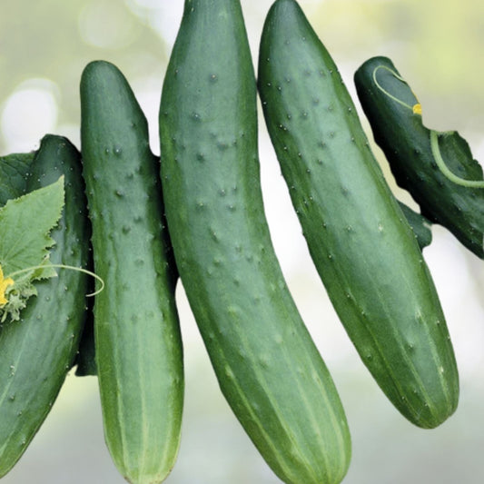 Chinese Fruit Cucumber Seeds - Burpless Hybrid Mini Cucumber (Cucumis sativus) - 15+ Seeds USA