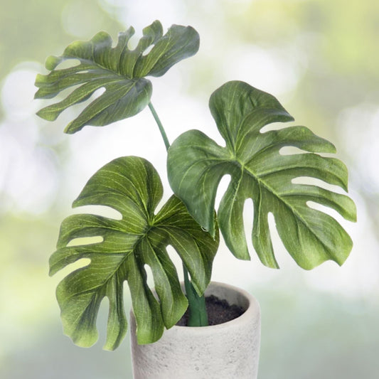 Philodendron Plant 9" Pot Green Congo - Tropical Foliage, Philodendron sp. - Ideal Indoor/Patio Houseplant