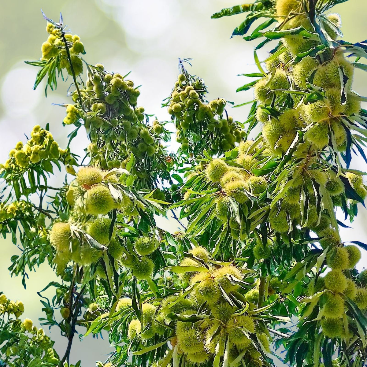 American Hazelnut Tree Bare Root Plant 12-24in Tall Corylus avellana Edible Nuts Wildlife Habitat Landscape