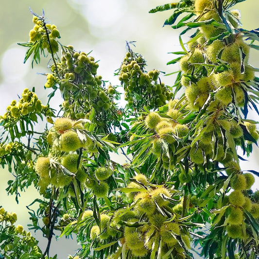 American Hazelnut Tree Bare Root Plant 12-24in Tall Corylus avellana Edible Nuts Wildlife Habitat Landscape