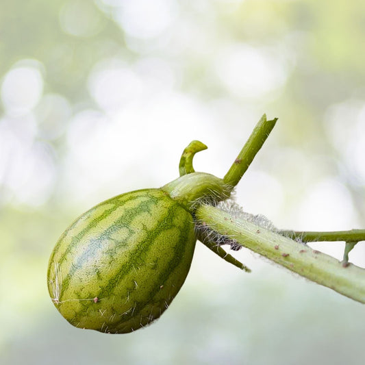Crimson Sweet Watermelon Seeds | Bulk Pack | Heirloom NON-GMO | Citrullus lanatus