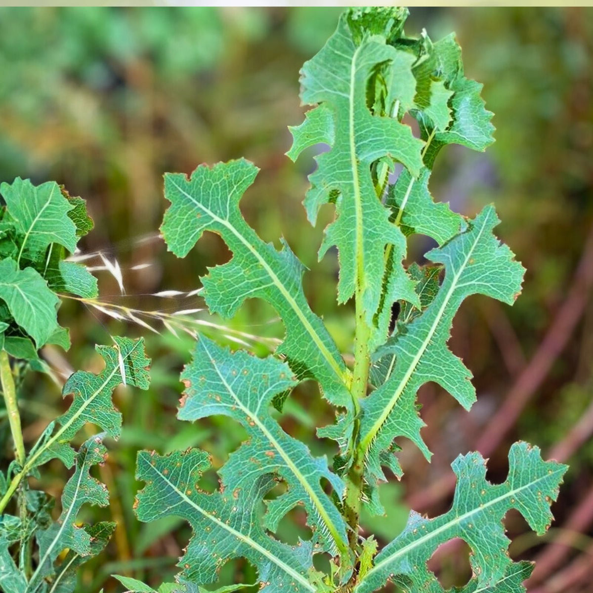 Wild Lettuce Plant Live Organic Pain Relief - Lactuca Virosa - Natural Herbal Remedy for Wellness