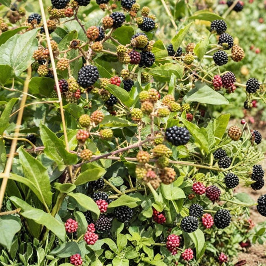 Southern Blackberry Plants – 2-3ft Live Plants with Strong Roots – Rubus fruticosus – Thornless, Fruit-bearing, Organic Blackberry Bushes