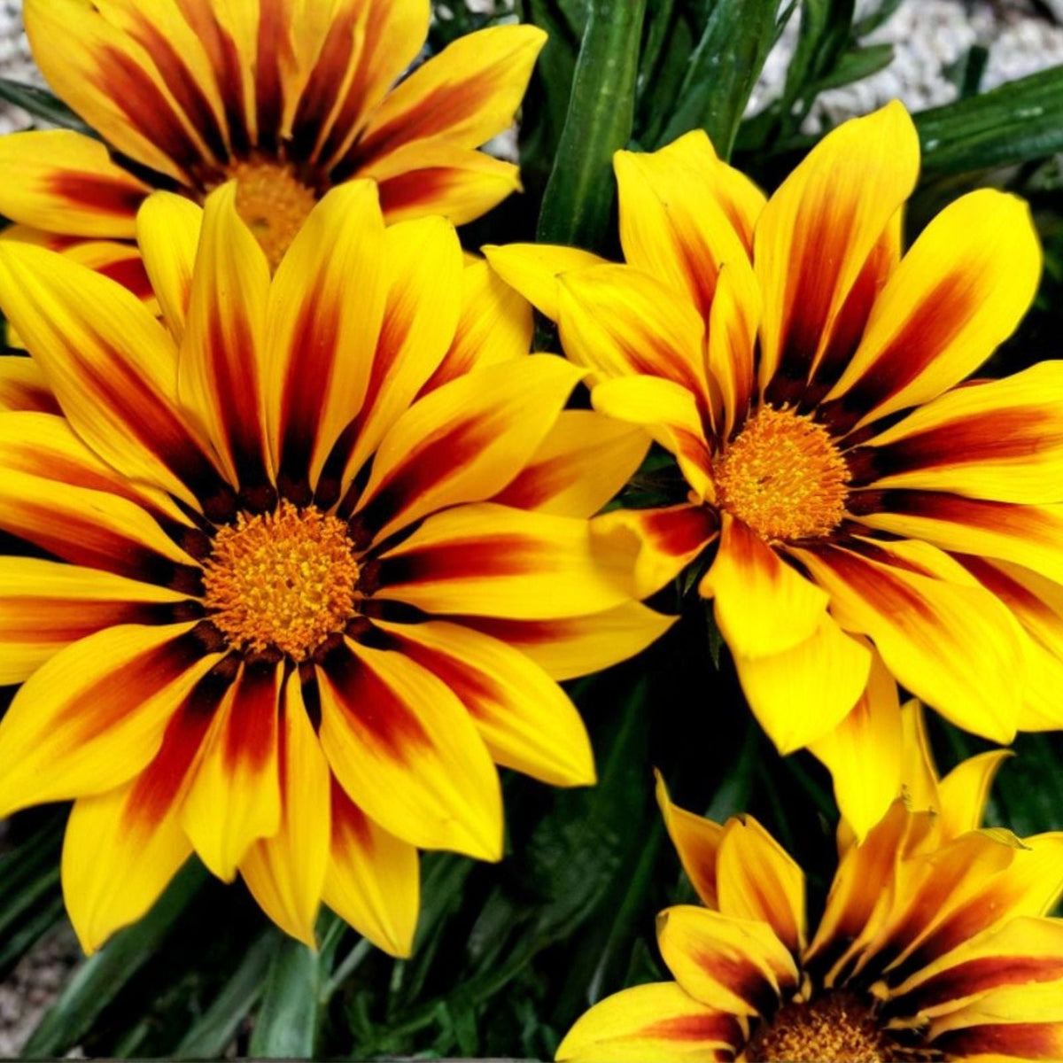 Gazania Rigens Plant - Vibrant Yellow Flowering Perennial - Drought Resistant Ground Cover - Sun-Loving Garden Plant