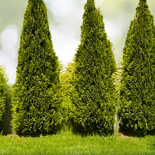 Thuja Skybound Starter Plant - Approx 11-16 Inch - Thuja occidentalis 'Skybound' - Evergreen Privacy Hedge