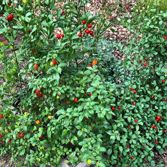 3 Aji Dulce Pepper Plant – Well-Rooted Sweet Chili Pepper (Capsicum baccatum) – Live Home Garden Plant