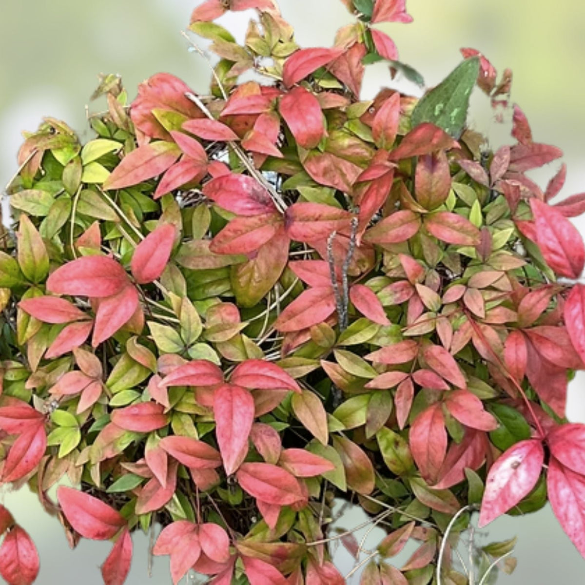 Heavenly Bamboo Seeds 100 Count for Privacy Hedge Nandina domestica Made in USA from Iowa