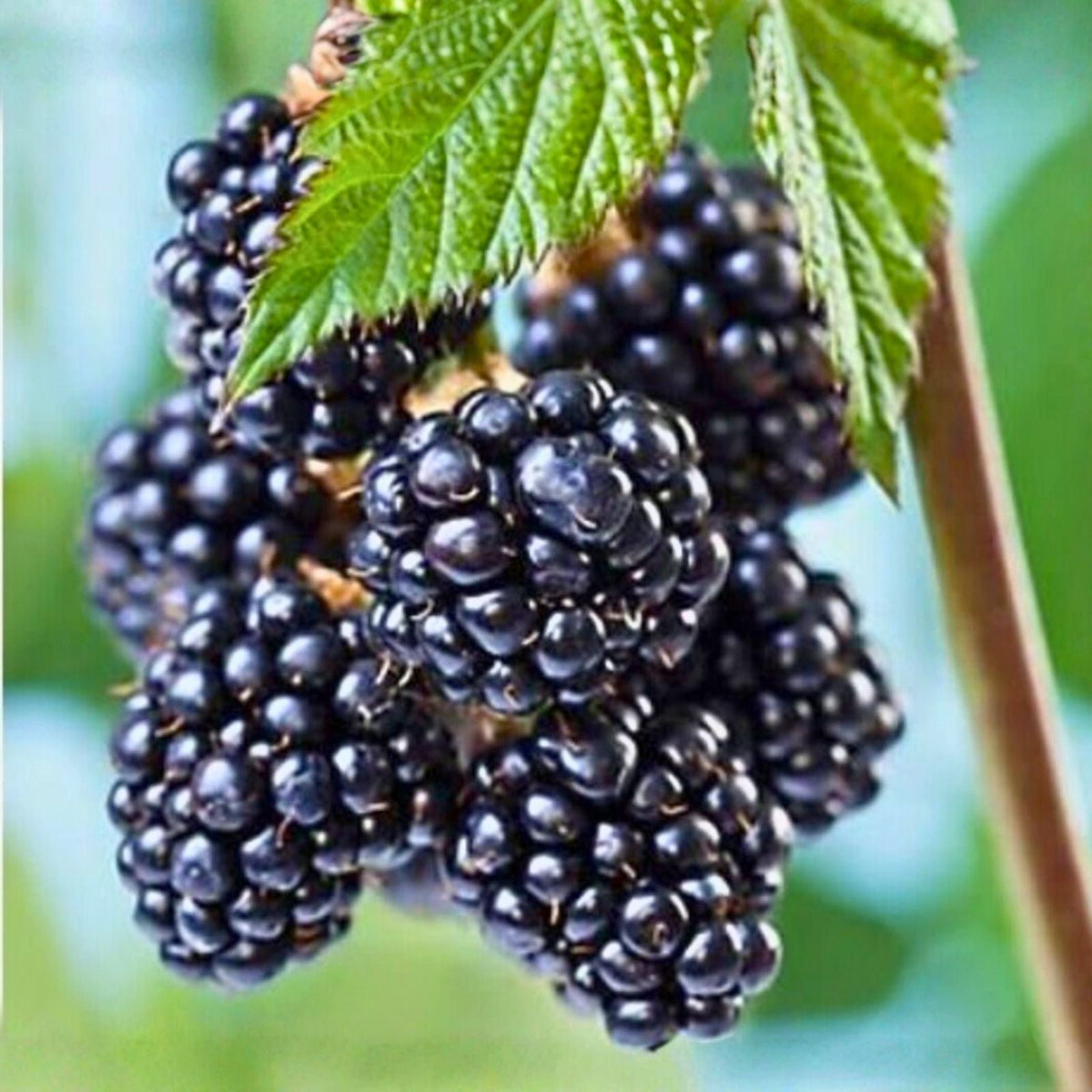 Blackberry Plant Starter - 3 Bare Root Sweetie Pie Variety - Rubus Fruit, Non-GMO, Fruiting Shrub for Home Garden