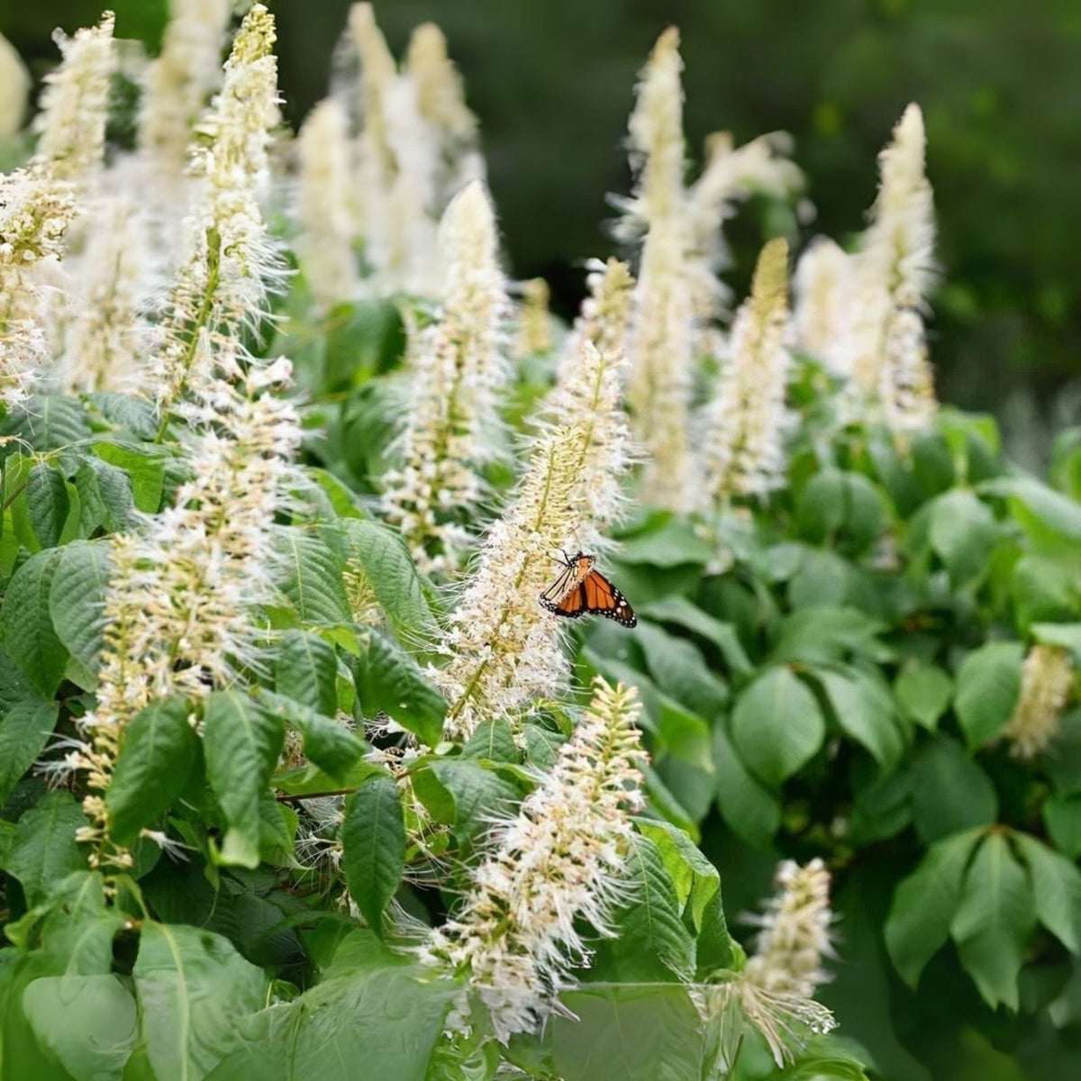 Sweet Pepper Bush Seeds (50 Seeds) - Blooming Shrub, Great for Pollinators, Capsicum annuum