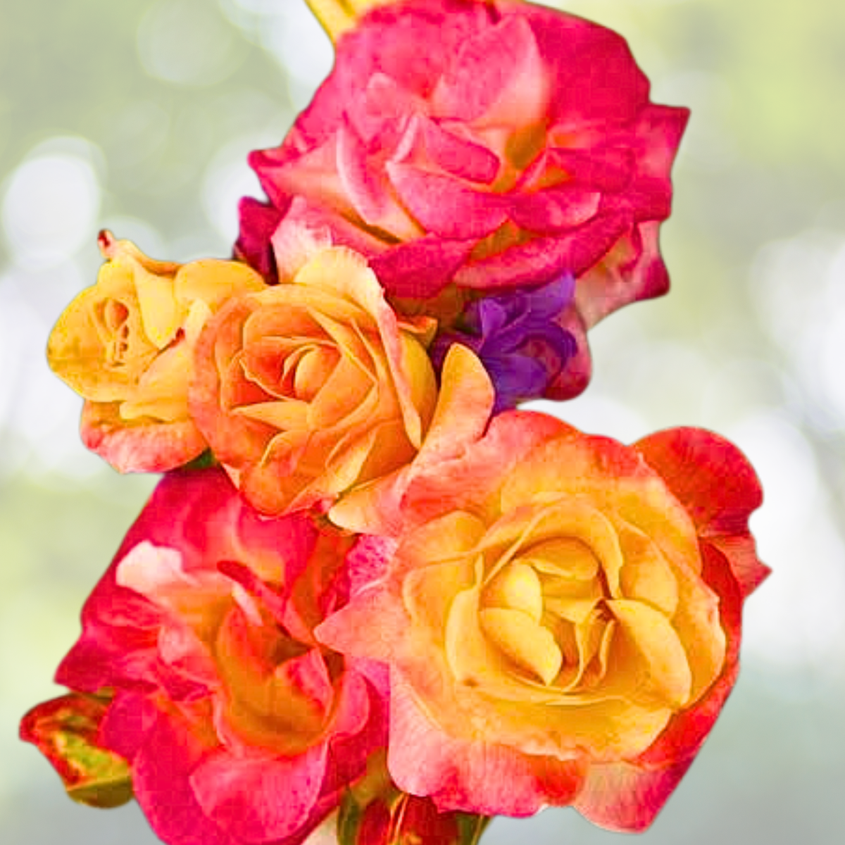 20pcs Rare Rose 'Firebird' Seeds - Non-GMO Heirloom Variety - Rosa spp.