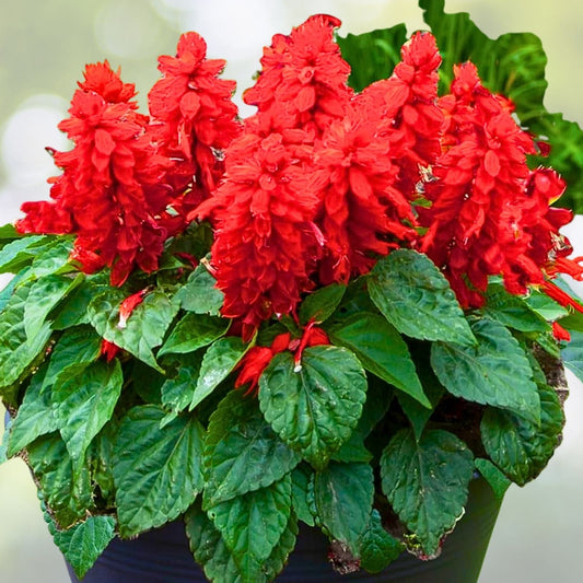 Red Salvia Live Plant - 1 Pot with 2 Plants - Vibrant Red Flowers - Salvia splendens - Easy to Grow Outdoor Perennial
